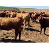 Image 2 : Rattlesnake Feeders - 900# Heifers - 160 Head (Medicine Hat, AB)