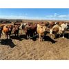 Image 3 : Rattlesnake Feeders - 900# Heifers - 160 Head (Medicine Hat, AB)