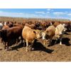 Image 4 : Rattlesnake Feeders - 900# Heifers - 160 Head (Medicine Hat, AB)