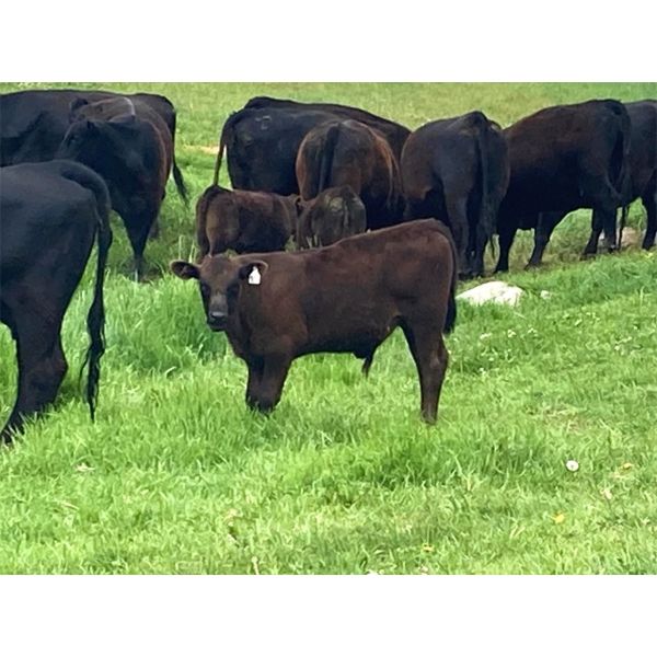 Haley Rutherford - 540# Steer Calves - 100 Head (Merritt, BC)