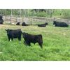 Image 2 : Haley Rutherford - 540# Steer Calves - 100 Head (Merritt, BC)