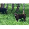 Image 3 : Haley Rutherford - 540# Steer Calves - 100 Head (Merritt, BC)