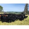 Image 5 : Haley Rutherford - 540# Steer Calves - 100 Head (Merritt, BC)