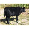 Image 6 : Haley Rutherford - 540# Steer Calves - 100 Head (Merritt, BC)