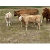 Image 10 : Triple G Farms - 33 Cow/Calf Pairs (Standard, AB)