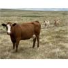 Image 11 : Triple G Farms - 33 Cow/Calf Pairs (Standard, AB)