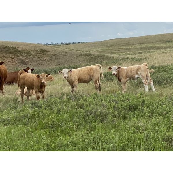 Triple G Farms - 33 Cow/Calf Pairs (Standard, AB)