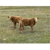 Image 2 : Triple G Farms - 33 Cow/Calf Pairs (Standard, AB)