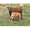 Image 3 : Triple G Farms - 33 Cow/Calf Pairs (Standard, AB)