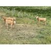 Image 4 : Triple G Farms - 33 Cow/Calf Pairs (Standard, AB)