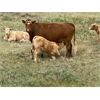 Image 5 : Triple G Farms - 33 Cow/Calf Pairs (Standard, AB)