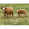 Image 6 : Triple G Farms - 33 Cow/Calf Pairs (Standard, AB)