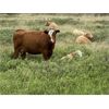 Image 7 : Triple G Farms - 33 Cow/Calf Pairs (Standard, AB)