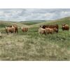 Image 9 : Triple G Farms - 33 Cow/Calf Pairs (Standard, AB)