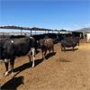 Image 1 : ID Dairies/Ranches - 69 Cows - Burley, ID