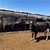 Image 3 : ID Dairies/Ranches - 69 Cows - Burley, ID