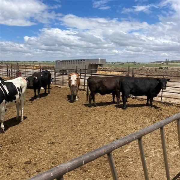 Idaho Ranches/Dairies - 41 Cows - Burley, ID