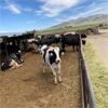 Image 1 : ID Dairies/Ranches - 61 Cows - Burley, ID