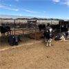 Image 2 : ID Dairies/Ranches - 61 Cows - Burley, ID