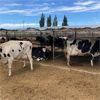 Image 3 : ID Dairies/Ranches - 61 Cows - Burley, ID