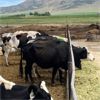 Image 4 : ID Dairies/Ranches - 61 Cows - Burley, ID