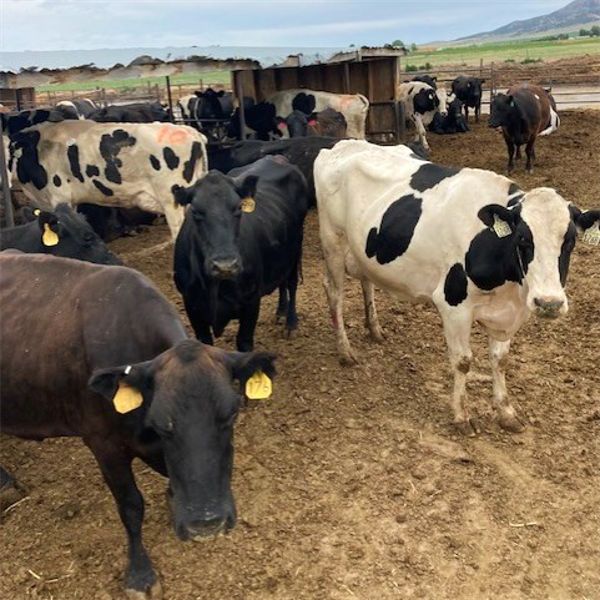 ID Dairies/Ranches - : , Sex: Cows, Total Head: 68