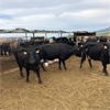 Image 2 : ID Dairies/Ranches - : , Sex: Cows, Total Head: 68