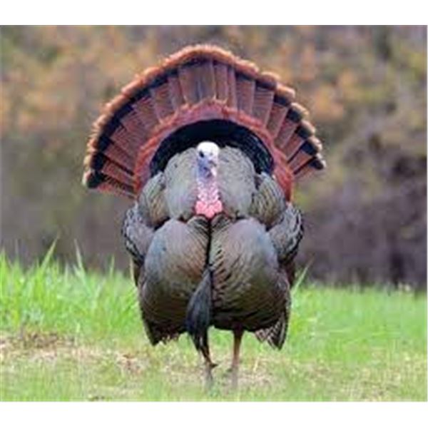 2 Day Rio Grande Turkey Hunt For 1 Hunter 1 Non Hunter 2-day-rio-grande-turkey-hunt-for-1-hunter-1-non-hunter