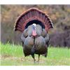 2-Day Rio Grande Turkey Hunt for 1 Hunter & 1 Non Hunter