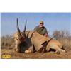 Image 2 : 7-DAY SOUTH AFRICAN HUNT FOR 4 HUNTERS  ($1,500 trophy fee credit per hunter)