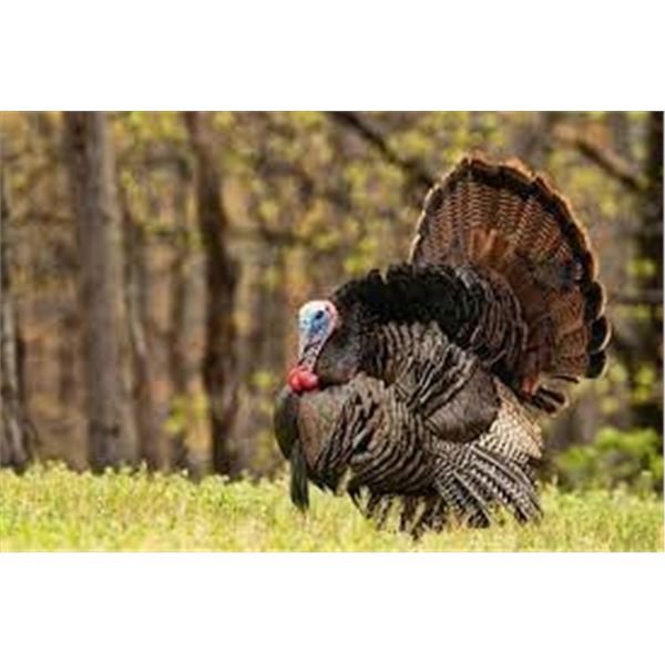 2 Person/2 Day Eastern Wild Turkey Hunt