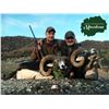 Image 2 : 5 - DAY MOUFLON HUNT IN MACEDONIA FOR 1 HUNTER AND 1 NON-HUNTER (TrophyFee for 1 mouflon and Daily R