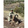 Image 2 : 5 - DAY AOUDAD SHEEP HUNT ON THE WILLIAMS RANCH IN TEXAS FOR 1 HUNTER