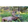 Image 6 : NEBRASKA GAME AND PARKS 2022 ELK