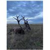 Image 9 : NEBRASKA GAME AND PARKS 2022 ELK