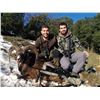 Image 2 : 3 - DAY IBERIAN MOUFLON SHEEP HUNT FOR 1 HUNTER AND 1 NON-HUNTER