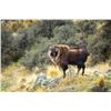 Image 2 : 5 -DAY BULL TAHR HUNT FOR 2 HUNTERS
