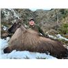 Image 3 : 5 -DAY BULL TAHR HUNT FOR 2 HUNTERS