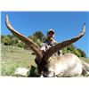 Image 2 : 8 - DAY BECEITE IBEX HUNT FOR 1 OR 2 HUNTERS IN SPAIN