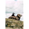 Image 2 : TAOS PUEBLO ROCKY MOUNTAIN BIGHORN SHEEP PERMIT - MOUNTAIN HUNT