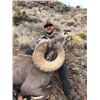 NEW MEXICO DESERT BIGHORN SHEEP