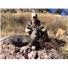 Image 9 : 5 - DAY COUES DEER HUNT FOR 1 HUNTER IN ARIZONA