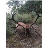 Image 8 : 4 - DAY HUNT FOR 2 HUNTERS IN SPAIN INCLUDING 2 MOUFLON SHEEP,OR 2 RED STAG OR 2 ROE DEER