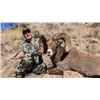 Image 2 : NEW MEXICO ROCKY MOUNTAIN BIGHORN SHEEP PERMIT