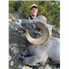 WYOMING ROCKY MOUNTAIN BIGHORN SHEEP LICENSE