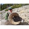 Image 3 : WYOMING ROCKY MOUNTAIN BIGHORN SHEEP LICENSE