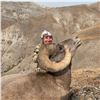 Image 6 : WYOMING ROCKY MOUNTAIN BIGHORN SHEEP LICENSE