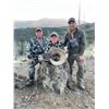 Image 8 : WYOMING ROCKY MOUNTAIN BIGHORN SHEEP LICENSE