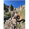 Image 9 : WYOMING ROCKY MOUNTAIN BIGHORN SHEEP LICENSE