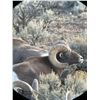 Image 4 : TAOS PUEBLO ROCKY MOUNTAIN BIGHORN SHEEP PERMIT